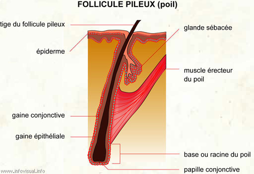 Follicule pileux (poil)